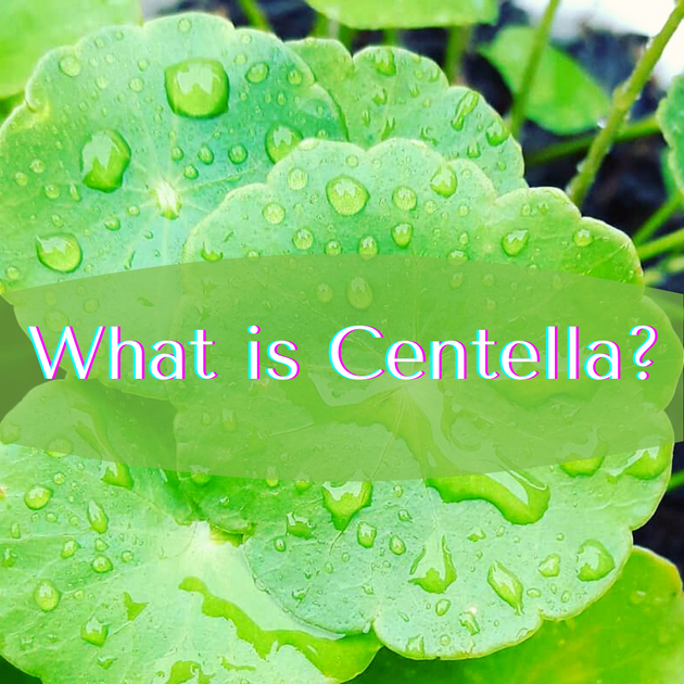 Skincare 101: What is Centella? – Beauty Korea Dubai