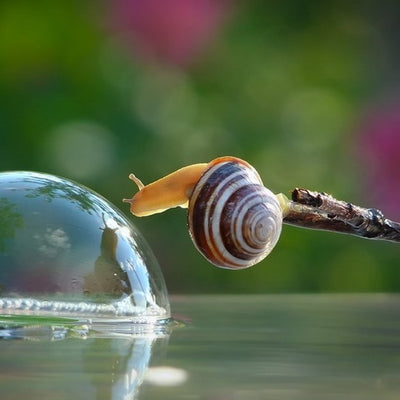 Snail Power: Premium Skincare Ingredient from Mother Nature's Garden